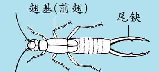 「昆虫百科」蠼螋插图3 「昆虫百科」蠼螋