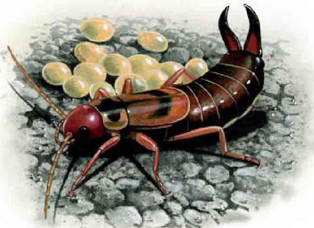 「昆虫百科」蠼螋插图4 「昆虫百科」蠼螋