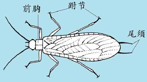 「昆虫百科」石蝇