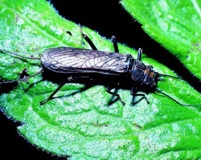 「昆虫百科」石蝇