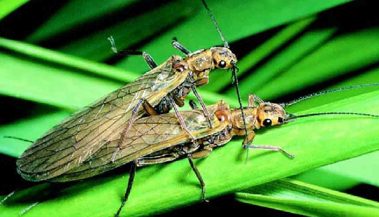 「昆虫百科」石蝇