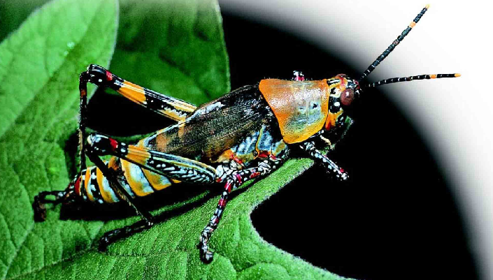 「昆虫百科」蟋蟀和蚱蜢