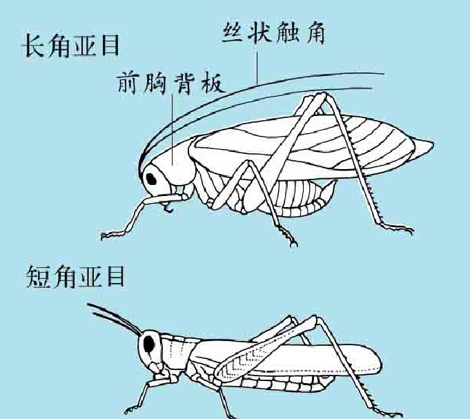「昆虫百科」蟋蟀和蚱蜢