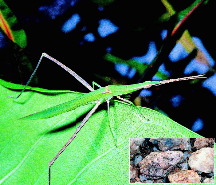 「昆虫百科」蟋蟀和蚱蜢