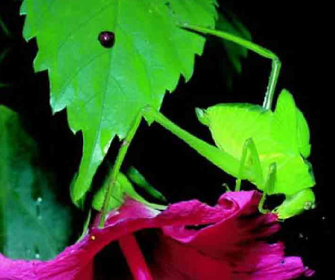 「昆虫百科」蟋蟀和蚱蜢