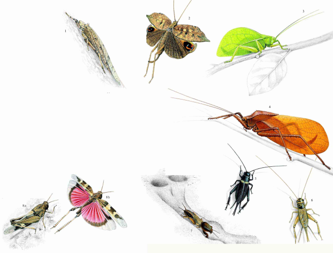 「昆虫百科」蟋蟀和蚱蜢