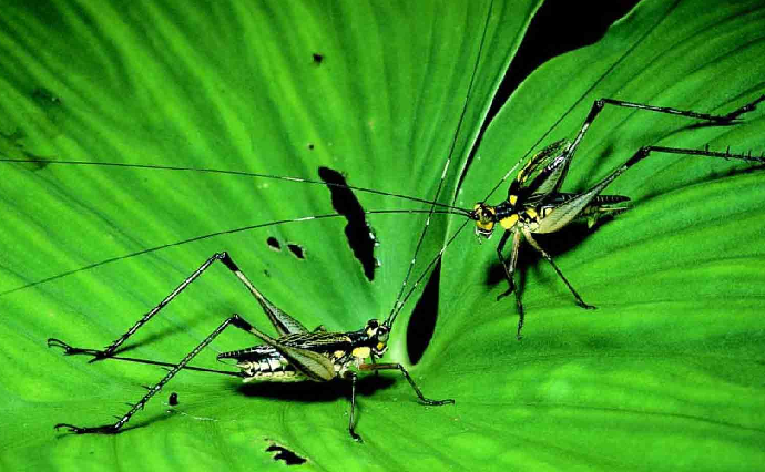 「昆虫百科」蟋蟀和蚱蜢