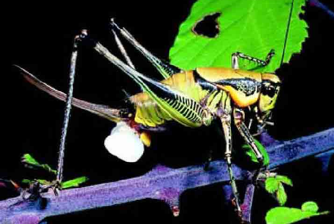 「昆虫百科」蟋蟀和蚱蜢