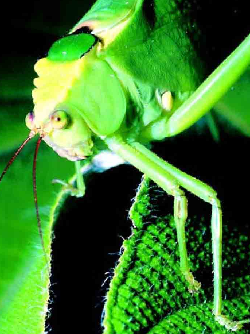 「昆虫百科」蟋蟀和蚱蜢