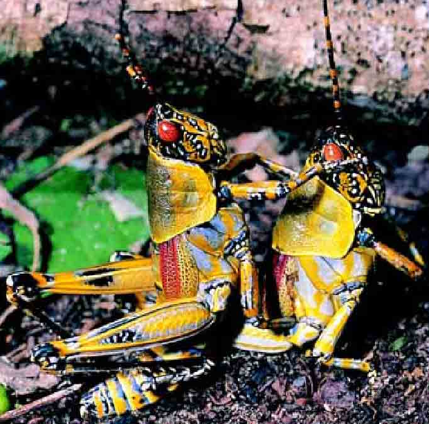 「昆虫百科」蟋蟀和蚱蜢