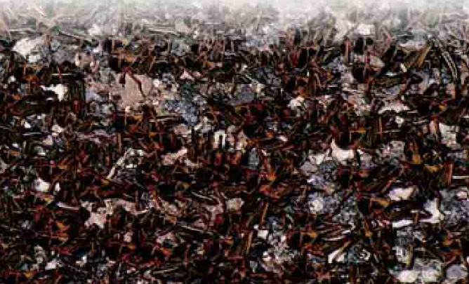 「昆虫百科」蟋蟀和蚱蜢