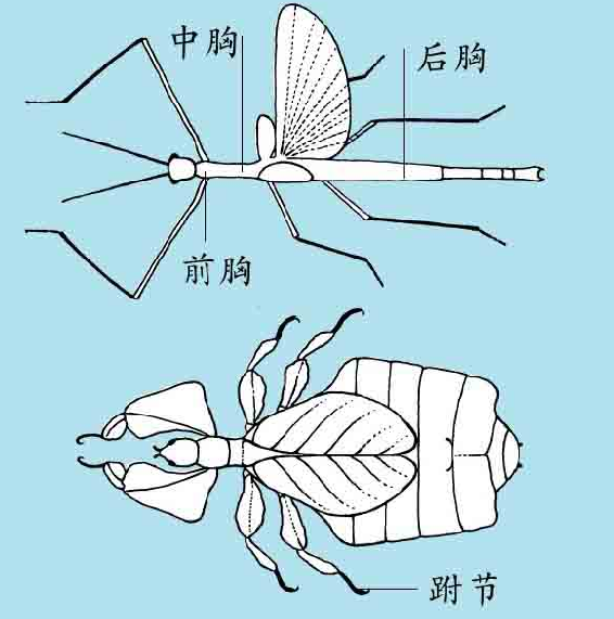 「昆虫百科」叶虫和竹节虫
