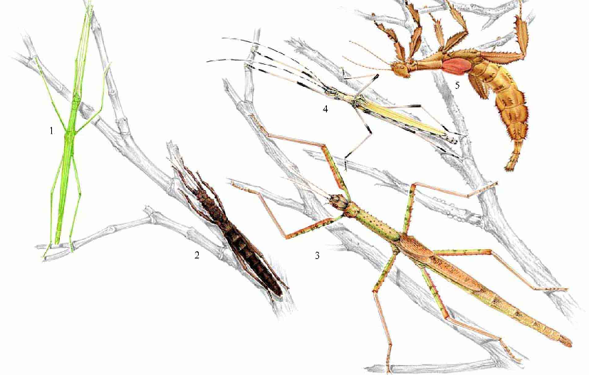 「昆虫百科」叶虫和竹节虫