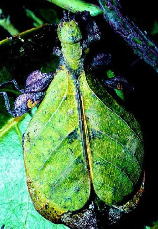 「昆虫百科」叶虫和竹节虫