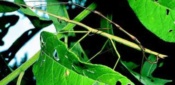 「昆虫百科」叶虫和竹节虫