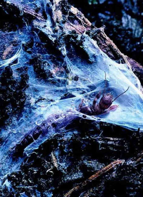 「昆虫百科」书虱和足丝蚁