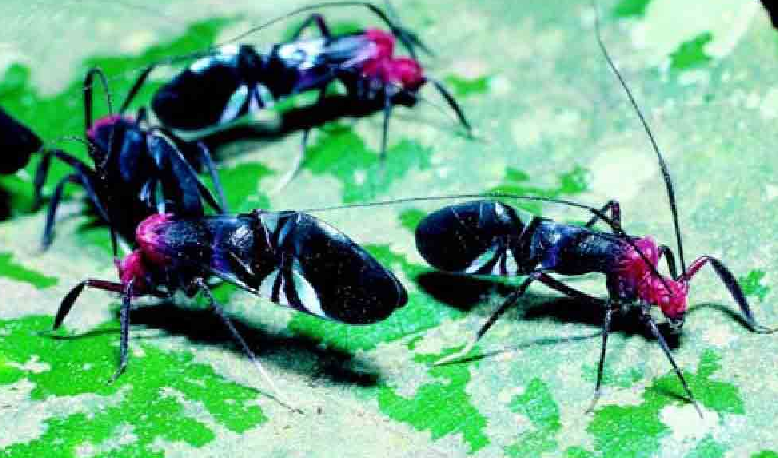 「昆虫百科」书虱和足丝蚁