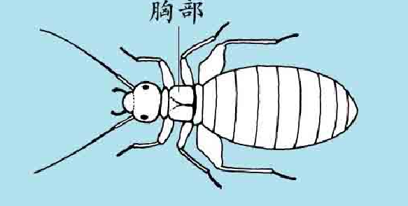 「昆虫百科」书虱和足丝蚁