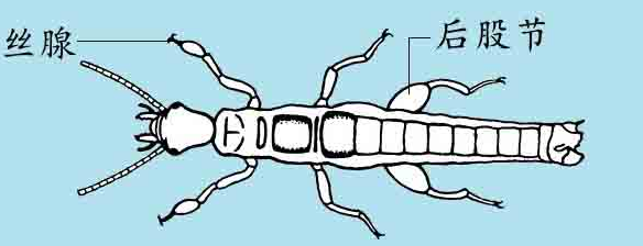 「昆虫百科」书虱和足丝蚁
