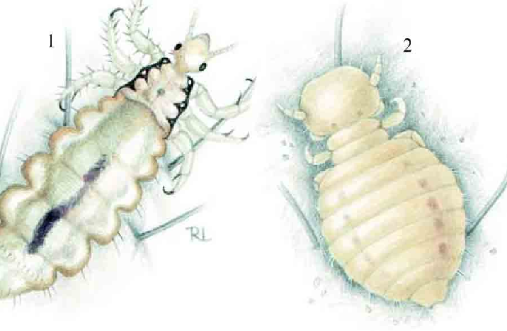 「昆虫百科」寄生虱