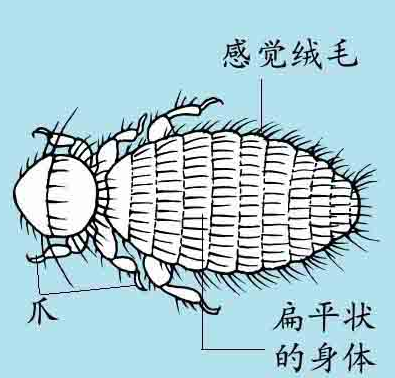 「昆虫百科」寄生虱