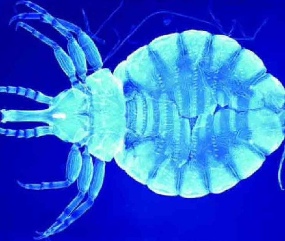 「昆虫百科」寄生虱