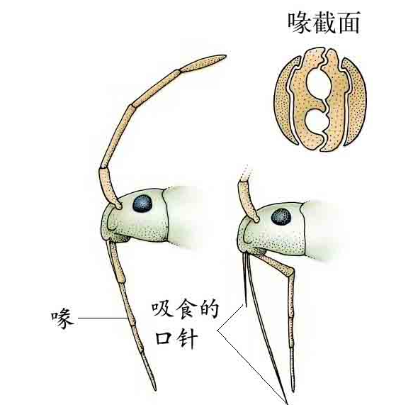 「昆虫百科」臭虫插图1 「昆虫百科」臭虫