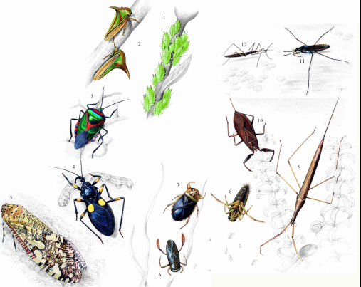 「昆虫百科」臭虫插图2 「昆虫百科」臭虫