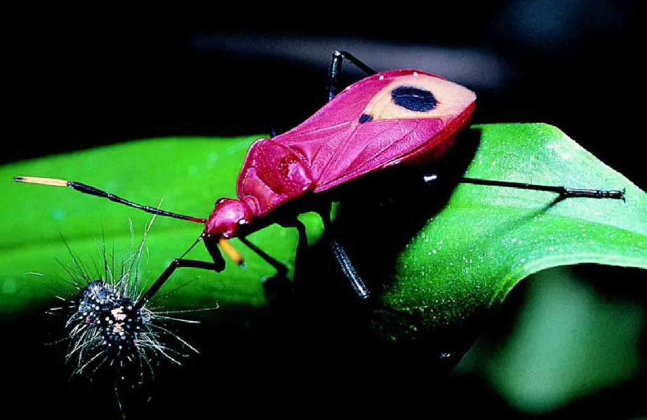 「昆虫百科」臭虫插图3 「昆虫百科」臭虫