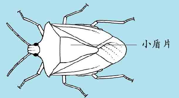 「昆虫百科」臭虫插图4 「昆虫百科」臭虫