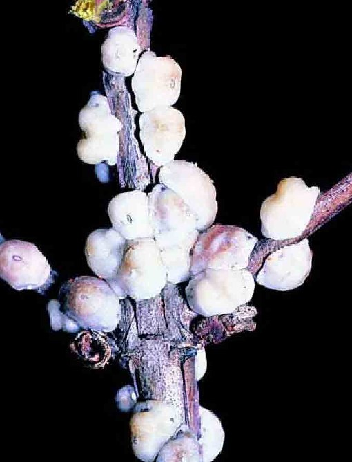 「昆虫百科」臭虫插图5 「昆虫百科」臭虫