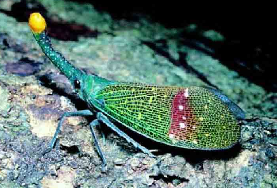 「昆虫百科」臭虫插图6 「昆虫百科」臭虫