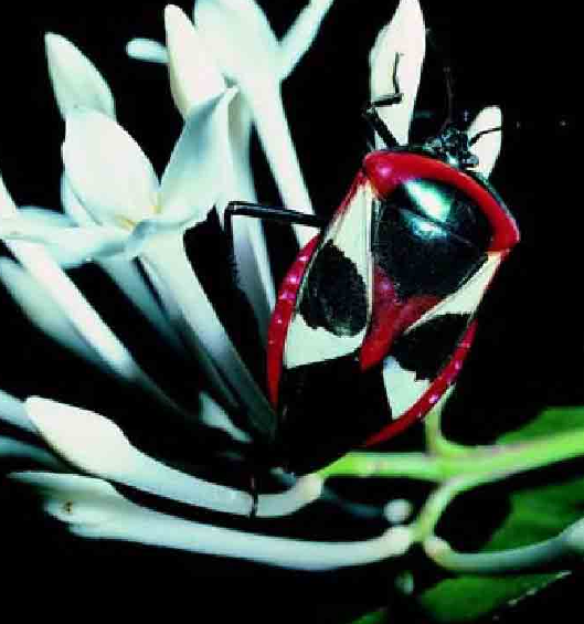 「昆虫百科」臭虫插图10 「昆虫百科」臭虫