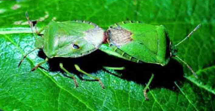 「昆虫百科」臭虫插图11 「昆虫百科」臭虫