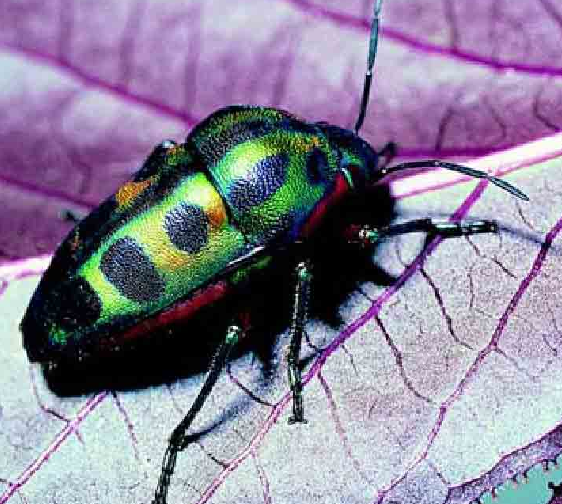 「昆虫百科」臭虫插图12 「昆虫百科」臭虫