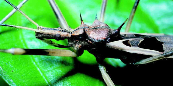 「昆虫百科」臭虫插图13 「昆虫百科」臭虫