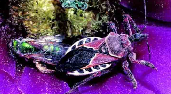 「昆虫百科」臭虫插图14 「昆虫百科」臭虫