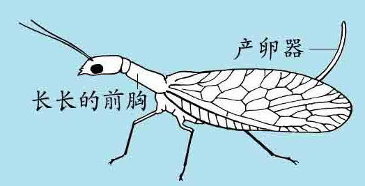 「昆虫百科」蛇蛉和泥蛉插图1 「昆虫百科」蛇蛉和泥蛉