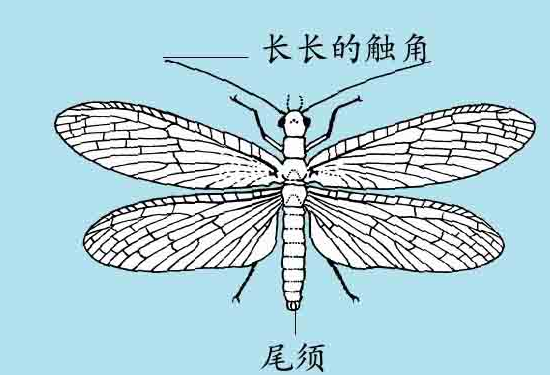 「昆虫百科」蛇蛉和泥蛉插图2 「昆虫百科」蛇蛉和泥蛉