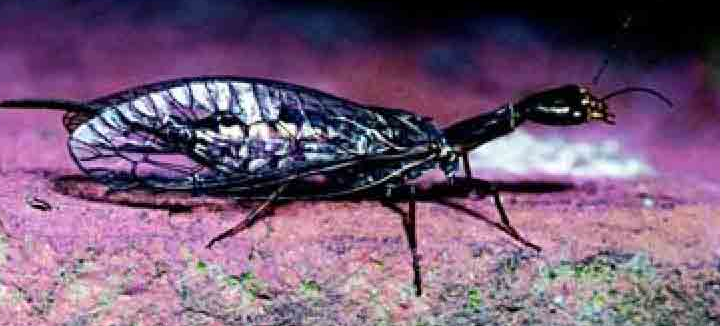 「昆虫百科」蛇蛉和泥蛉插图3 「昆虫百科」蛇蛉和泥蛉