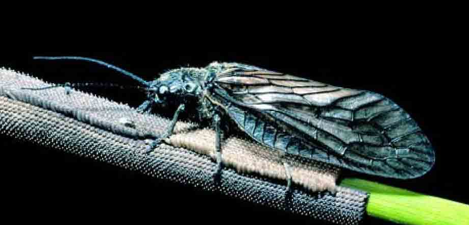 「昆虫百科」蛇蛉和泥蛉插图4 「昆虫百科」蛇蛉和泥蛉