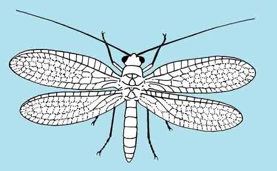 「昆虫百科」草蜻蛉插图1 「昆虫百科」草蜻蛉