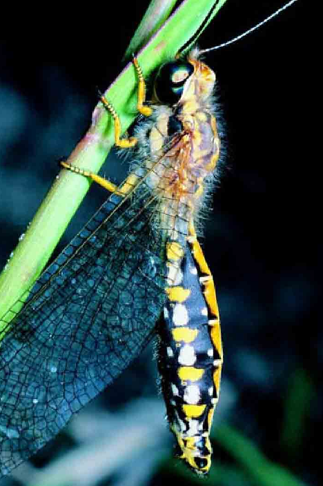 「昆虫百科」草蜻蛉插图2 「昆虫百科」草蜻蛉