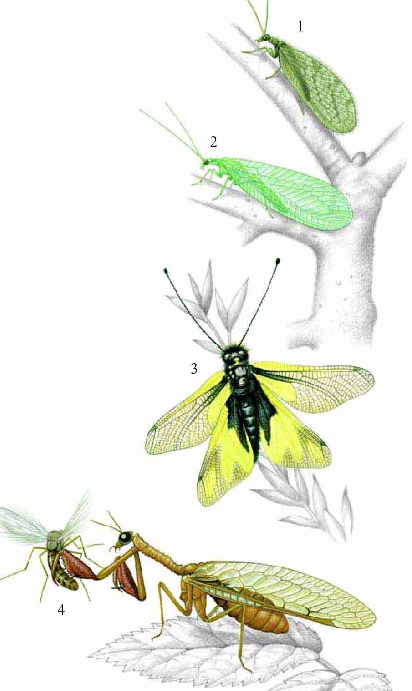 「昆虫百科」草蜻蛉插图3 「昆虫百科」草蜻蛉