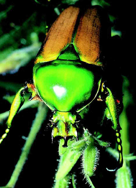 「昆虫百科」甲虫