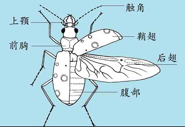 「昆虫百科」甲虫