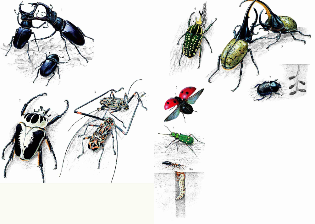 「昆虫百科」甲虫