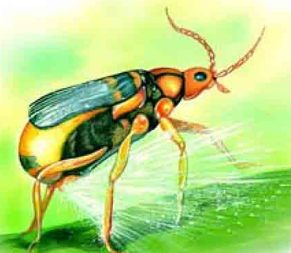 「昆虫百科」甲虫