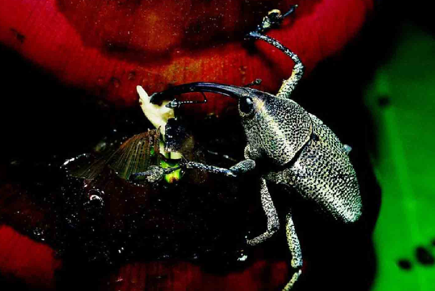 「昆虫百科」甲虫