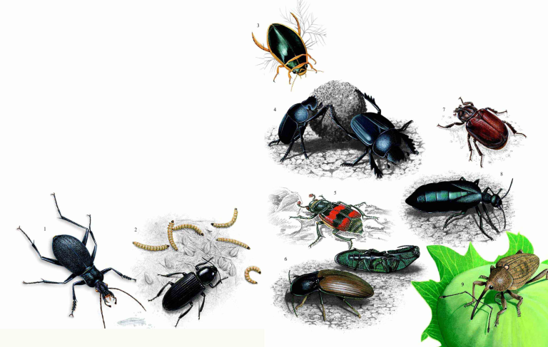 「昆虫百科」甲虫